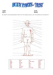 English Worksheet: BODY PARTS