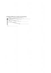 English Worksheet: body parts