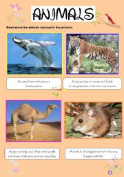 English worksheet: ANIMALS