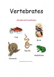 English worksheet: Vertebrates Cover Sheet