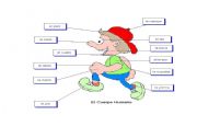 English Worksheet: parts of human body