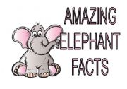 Amazing Elephants Facts