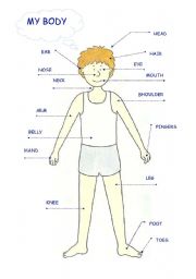 English Worksheet: my body