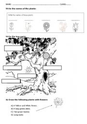 PLANTS & TREE PARTS ACTIVITY