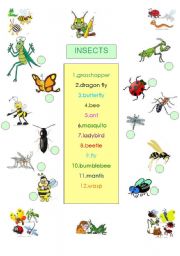 English Worksheet: ANIMALS - INSECTS