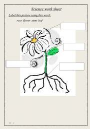 English Worksheet: parts of plant