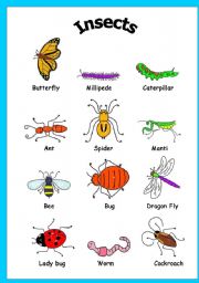 English Worksheet: Insects