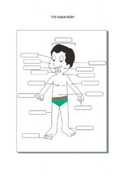 English Worksheet: Human body