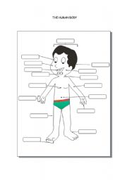 English worksheet: Human body