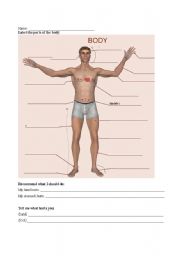 English worksheet: Parts of the Body