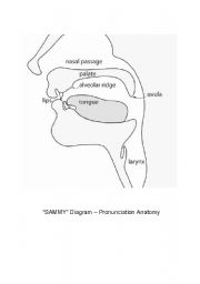 SAMMY diagram - Pronunciation Anatomy