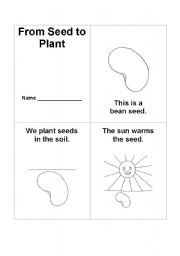 English Worksheet: From Seed to Plant Book