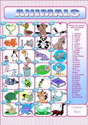 English Worksheet: ANIMALS