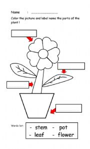 English Worksheet: parts of a plant