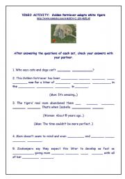 English Worksheet: VIDEO ACTIVITY (key included): Golden Retriever adopts white tigers 