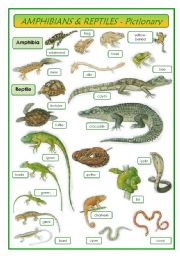 English Worksheet: Amphibians & Reptiles - pictionary