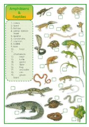 English Worksheet: Amphibians and reptiles - matching exercise