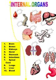 English Worksheet: INTERNAL ORGANS