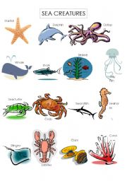 English Worksheet: sea creatures