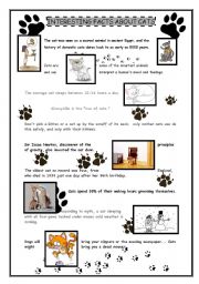 English Worksheet: Interesting facts about cats