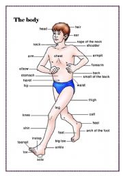 English Worksheet: The Body