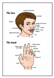 English Worksheet: The face and the hand