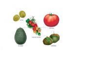 English worksheet:  fruits and vegetables 2/6