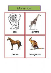 English Worksheet: mammals