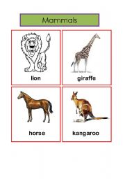 English worksheet: mammals