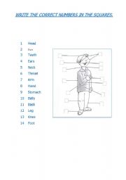 English Worksheet: Human body