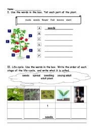 English Worksheet: Tell plant parts