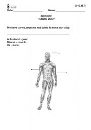 English Worksheet: HUMAN BODY