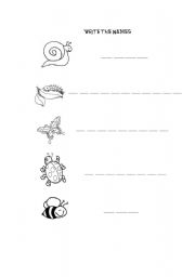 English worksheet: Writing bugs names