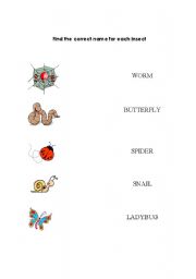 English worksheet: Find the correct name for each insect