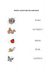 English Worksheet: Find the correct name for each insect