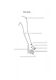 English worksheet: Label the parts of the arm