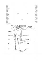 English worksheet: body partas