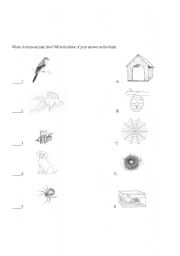 English worksheet: Animals Shelter