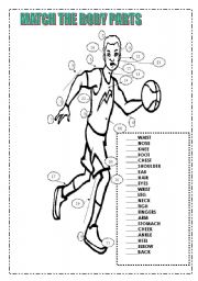 Match the body parts