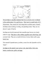 English worksheet: Javelina is a Pig