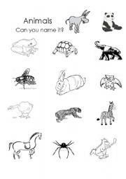 English worksheet: Animals