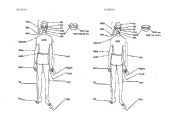 English worksheet: The Body