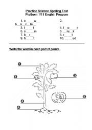 English Worksheet: part of plants