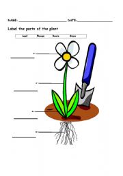 English Worksheet: THE PLANT