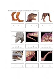 English Worksheet: part of animals body