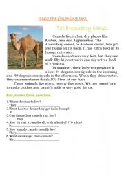 English worksheet: The Dromedary Camel.