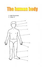 English worksheet: Human body