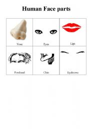 English Worksheet: Human Face parts
