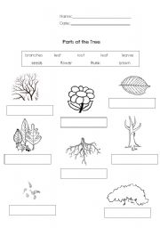 English Worksheet: Parts of the Tree 