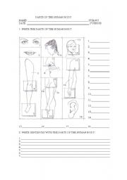 English worksheet: PARTS OF THE HUMAN BODY